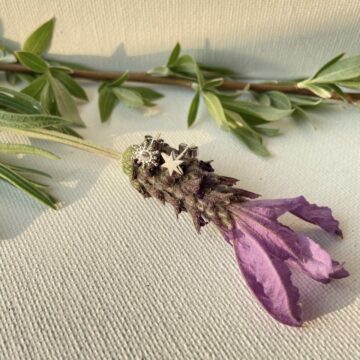 Boucles d'oreilles puce motif étoile