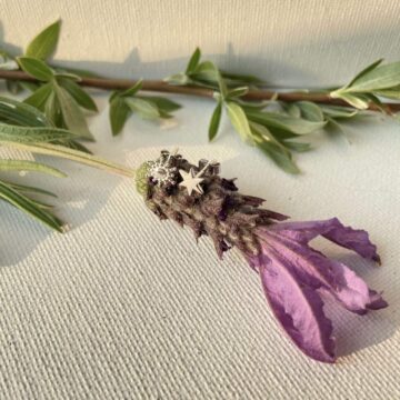 Boucles puces forme étoile et flocon posé sur une fleur